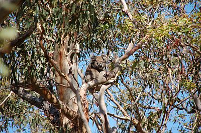 Otway Conservation Koala