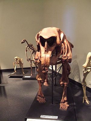 Museum Diprotodon